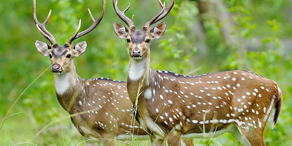 সুন্দরবনের প্রাণী প্রবন্ধের ৪টি সংক্ষিপ্ত প্রশ্ন ও উত্তর, ২য় পর্ব, পঞ্চম শ্রেণির বাংলা
